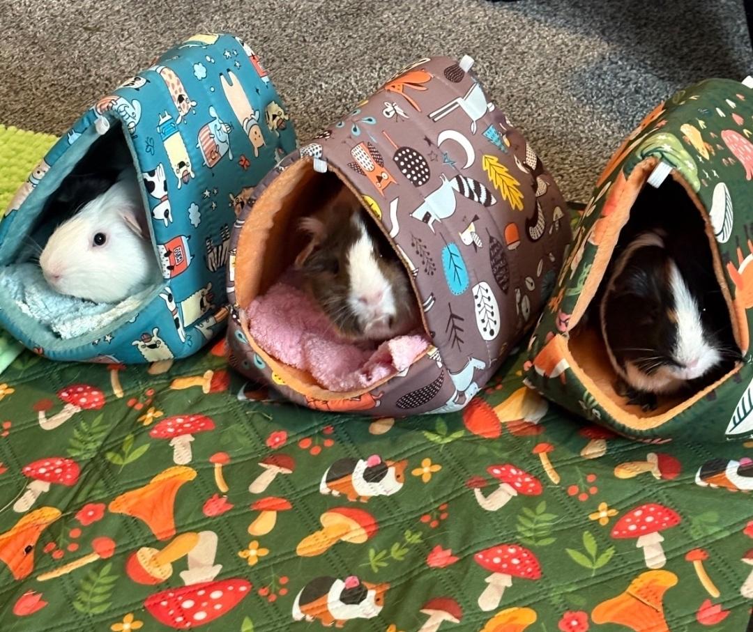 Enlarge Wheeks, Mocha & Brownie, a Adoptable Guinea Pig in West Chester, OH image 1/4