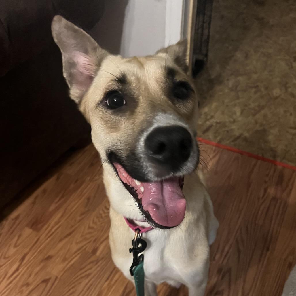 Buttermilk, Adoptable, Adult Female Mixed Breed.