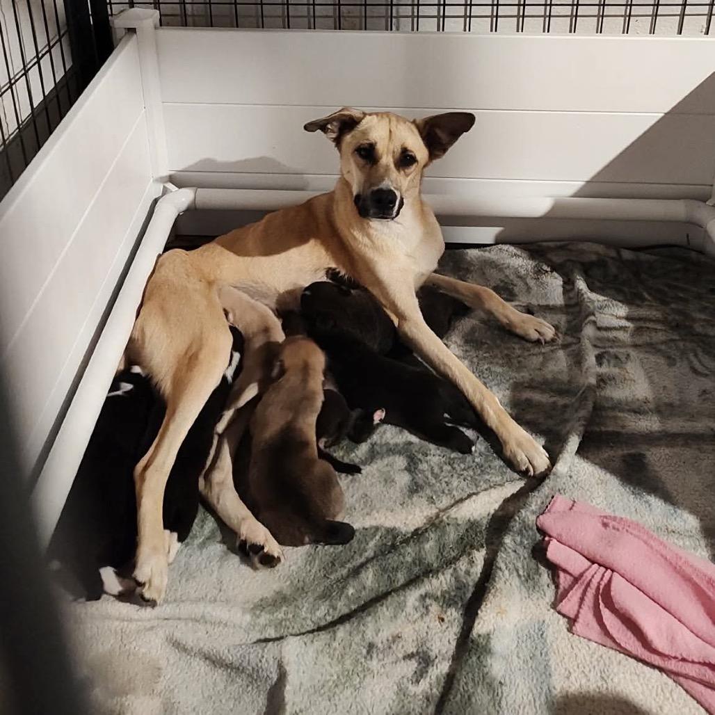 Enlarge Buttermilk, a Adoptable Mixed Breed in Fredericksburg, VA image 2/2