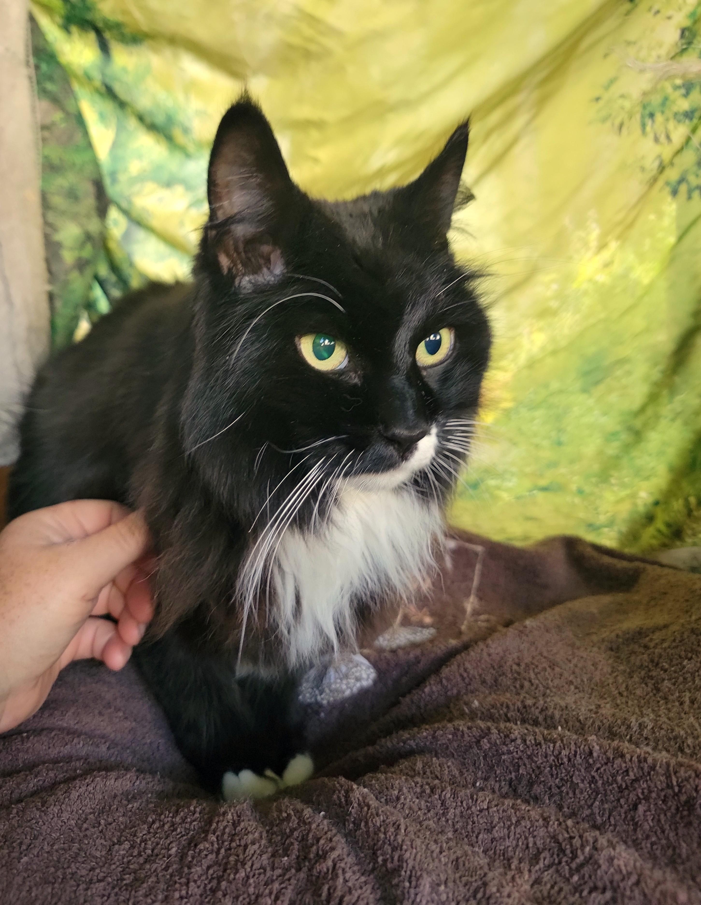 Wonder, ADOPTABLE, Senior Female Domestic Long Hair.