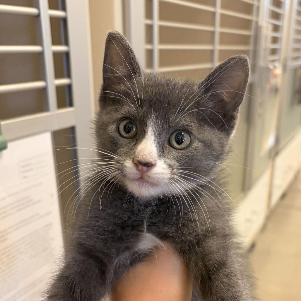 Breifcase (26-4K-3), Adoptable, Kitten Male Domestic Short Hair.