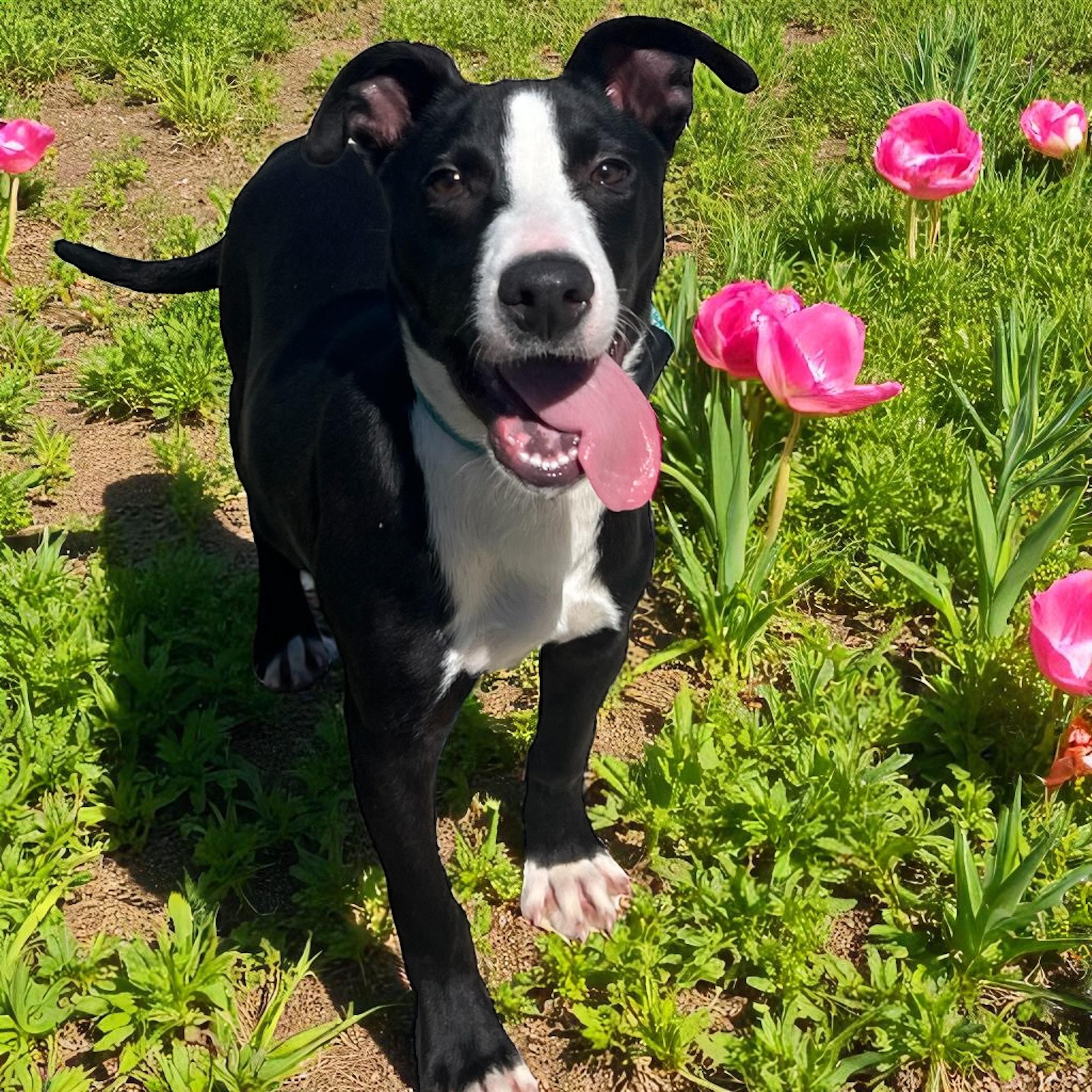 Chunk, a Adoptable mixed breed in Horn Lake, MS image 4/6