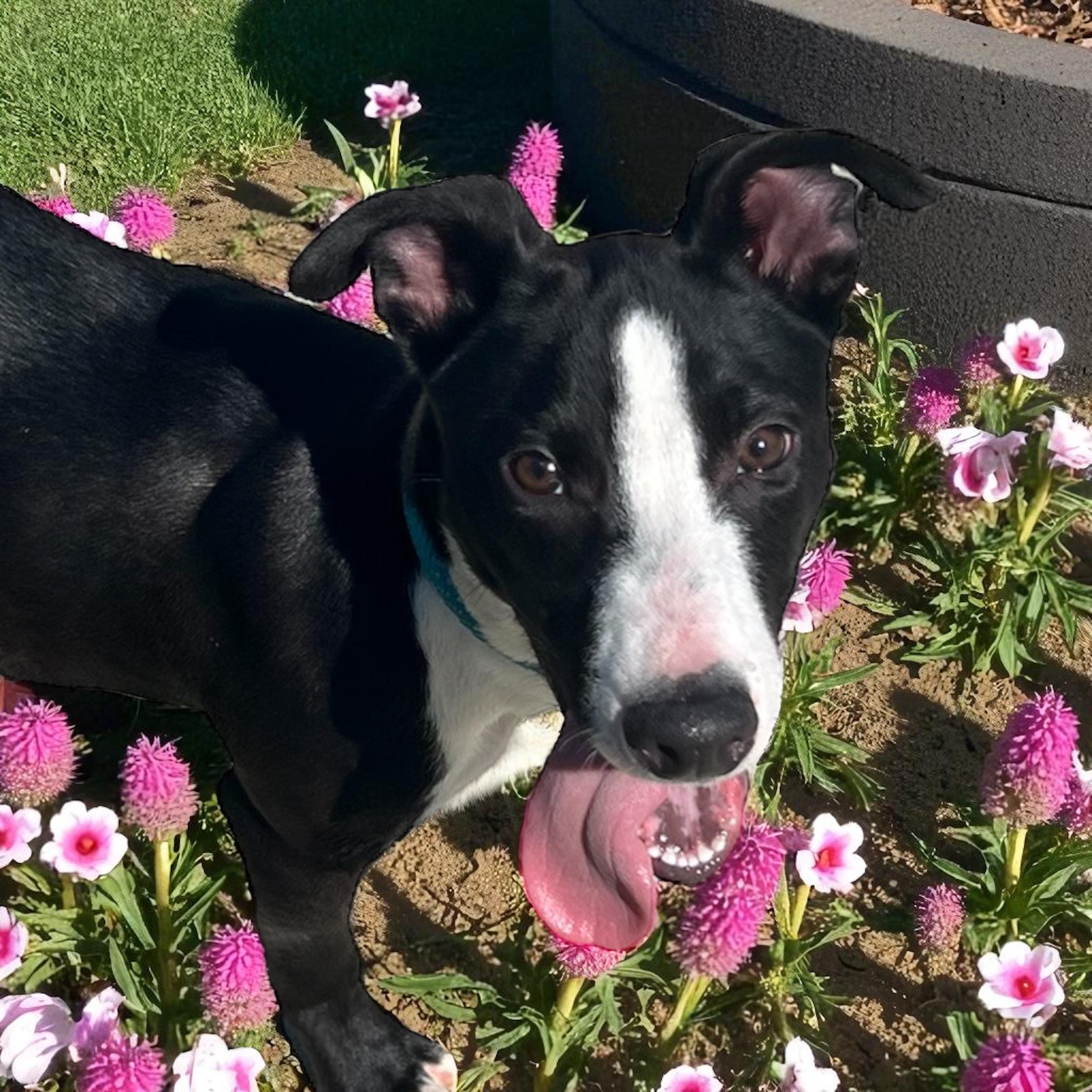 Chunk, a Adoptable mixed breed in Horn Lake, MS image 3/6