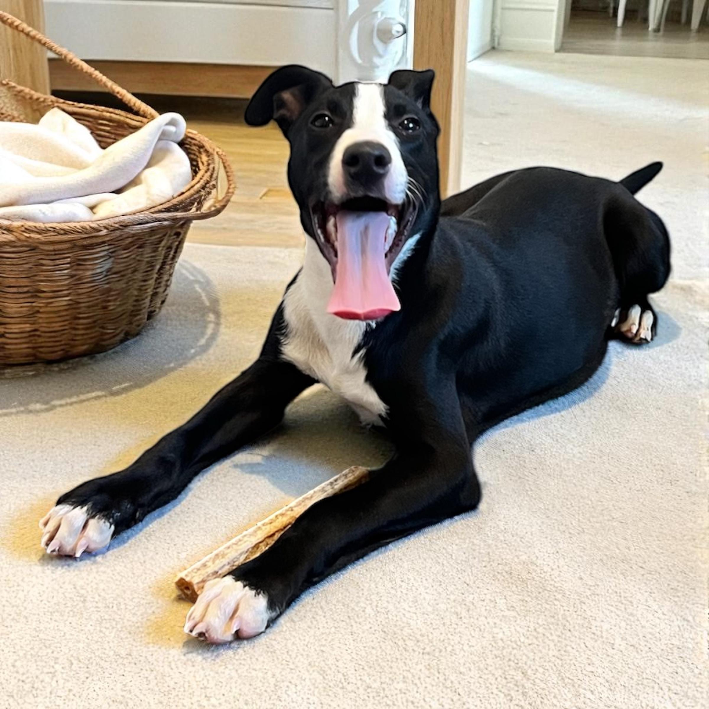 Chunk, a Adoptable mixed breed in Horn Lake, MS image 5/6