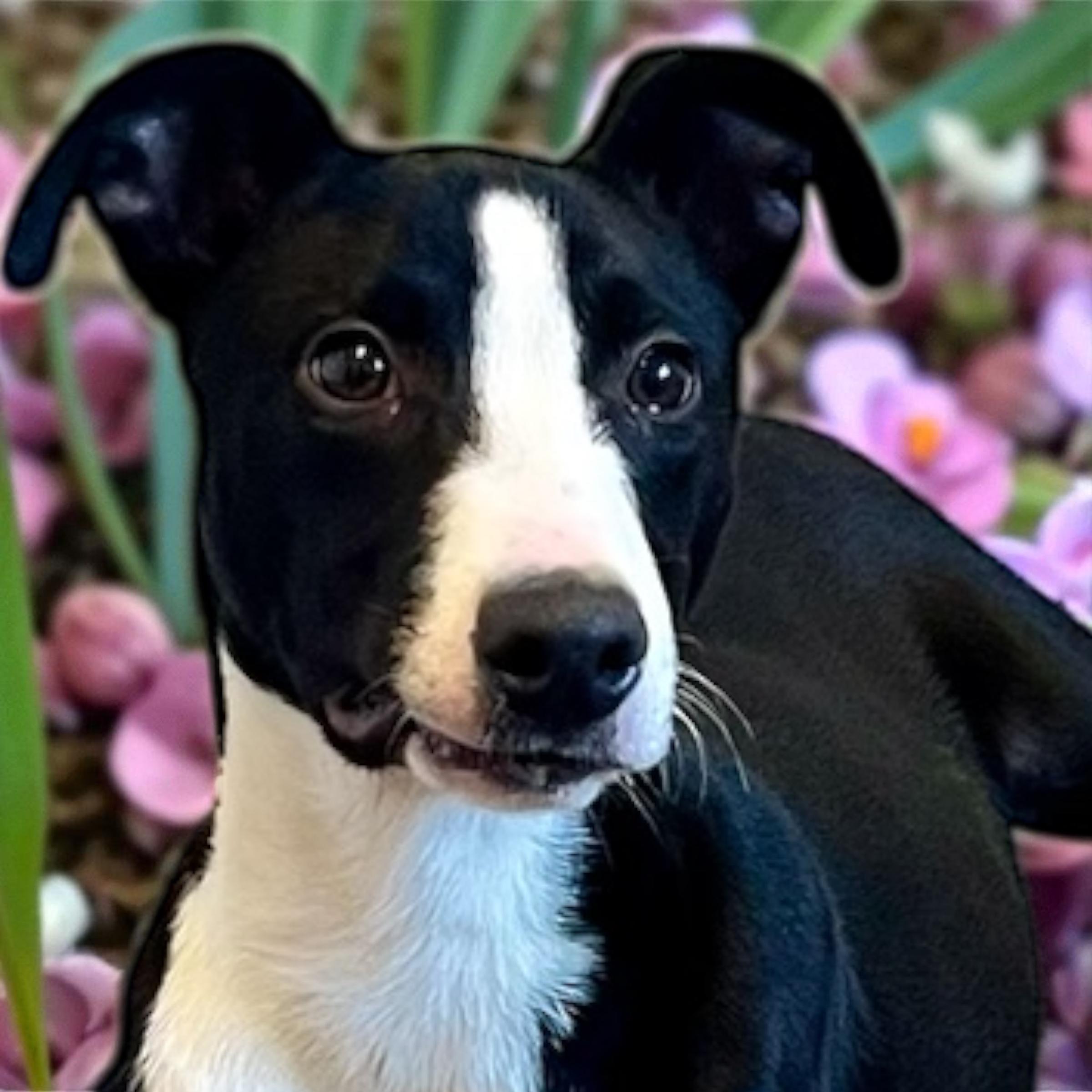 Chunk, Adoptable, Young Male Pit Bull Terrier.