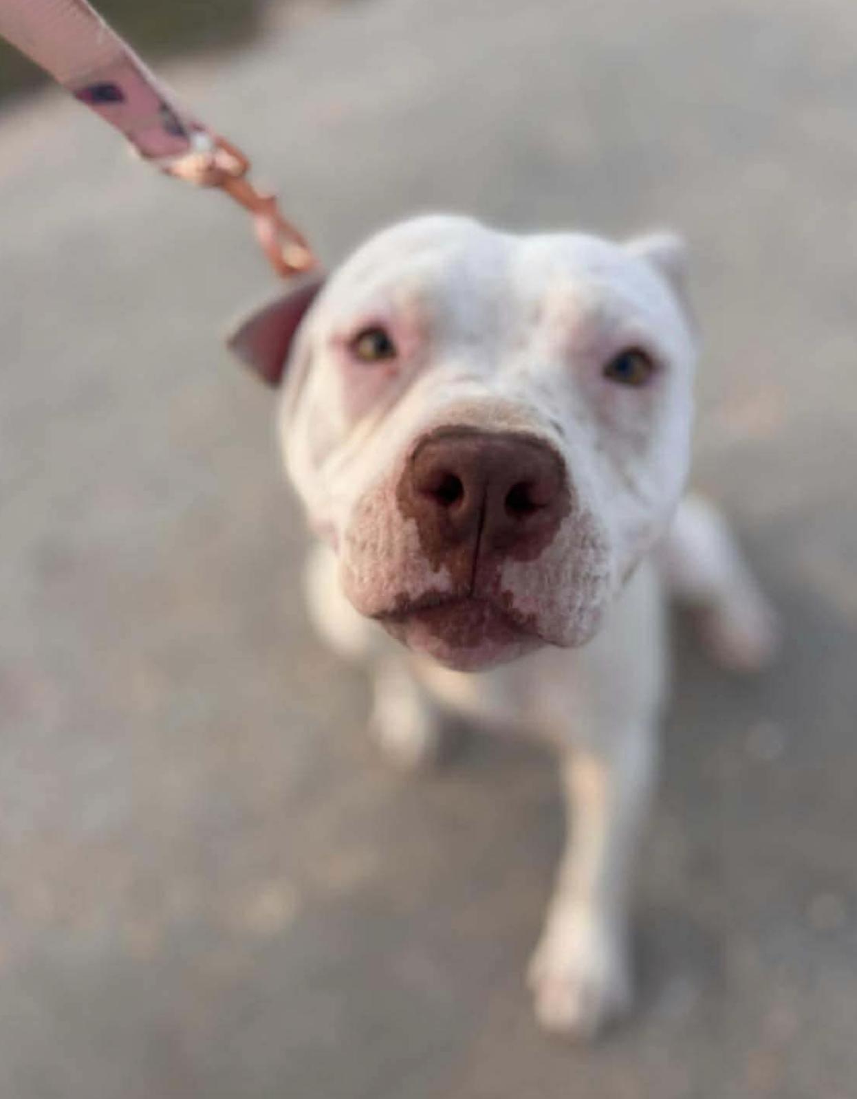 Darcy — thumbnail 2