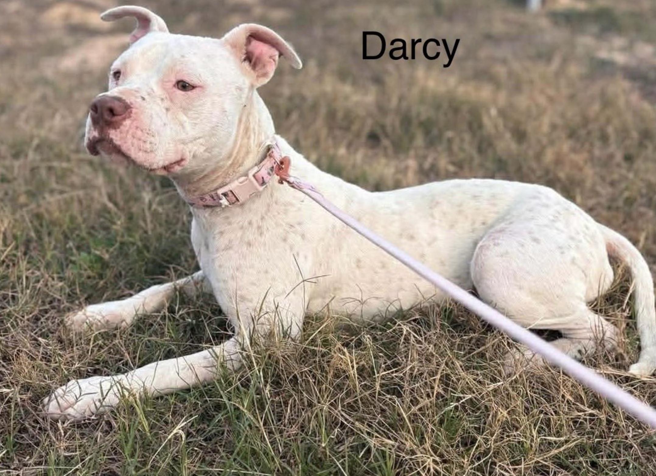 Darcy — thumbnail 4