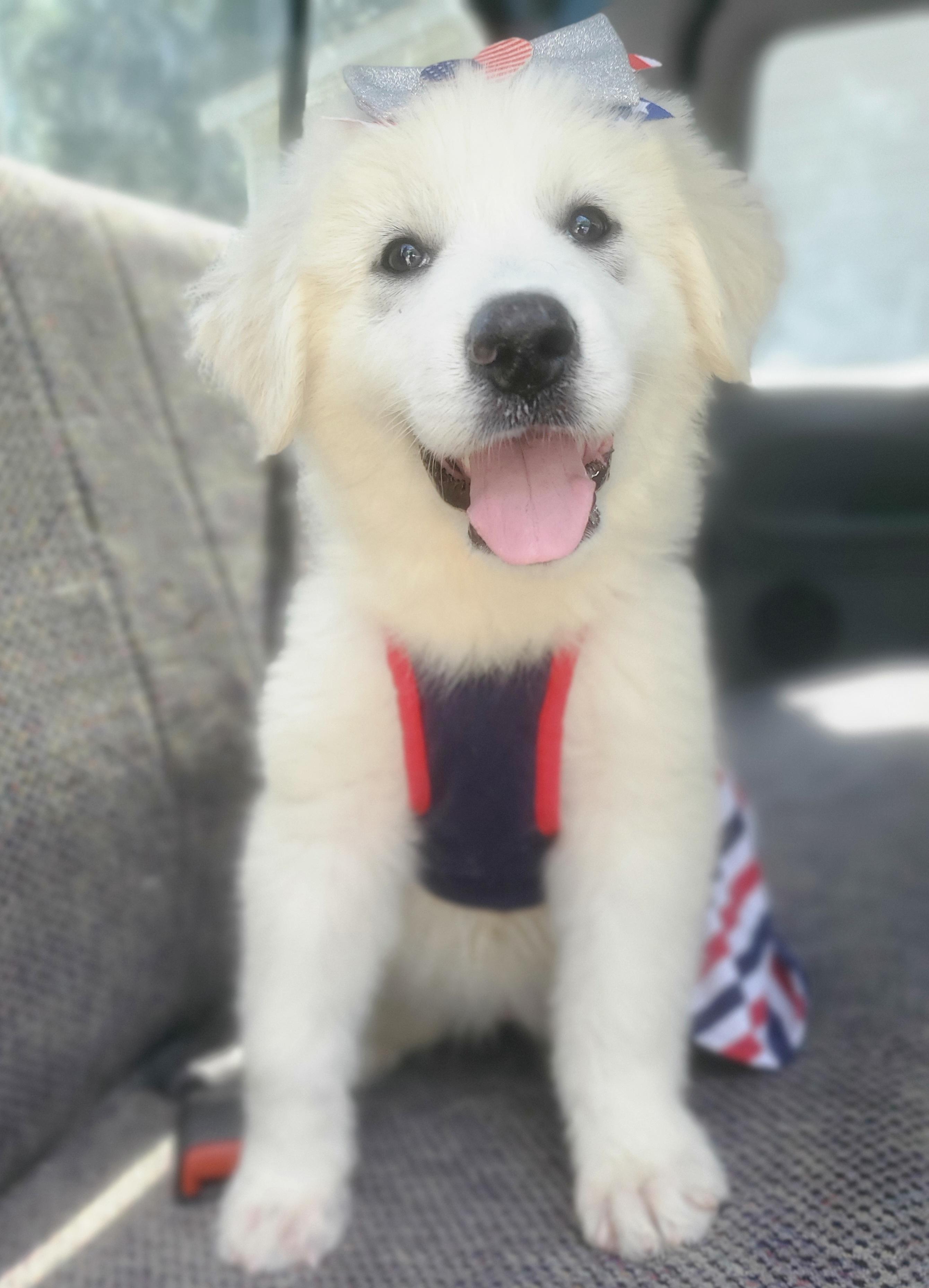Enlarge Winnie, a Adoptable mixed breed in Gilbert, SC image 4/6