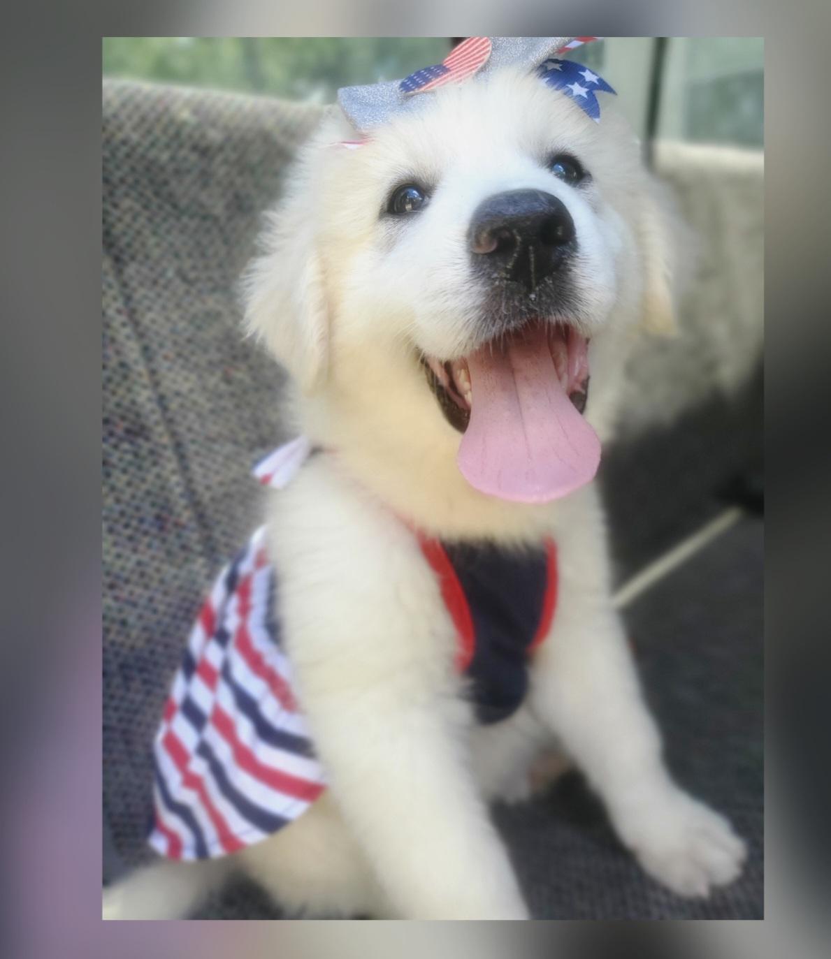 Winnie, Adoptable, Puppy Female Great Pyrenees & Mixed Breed.