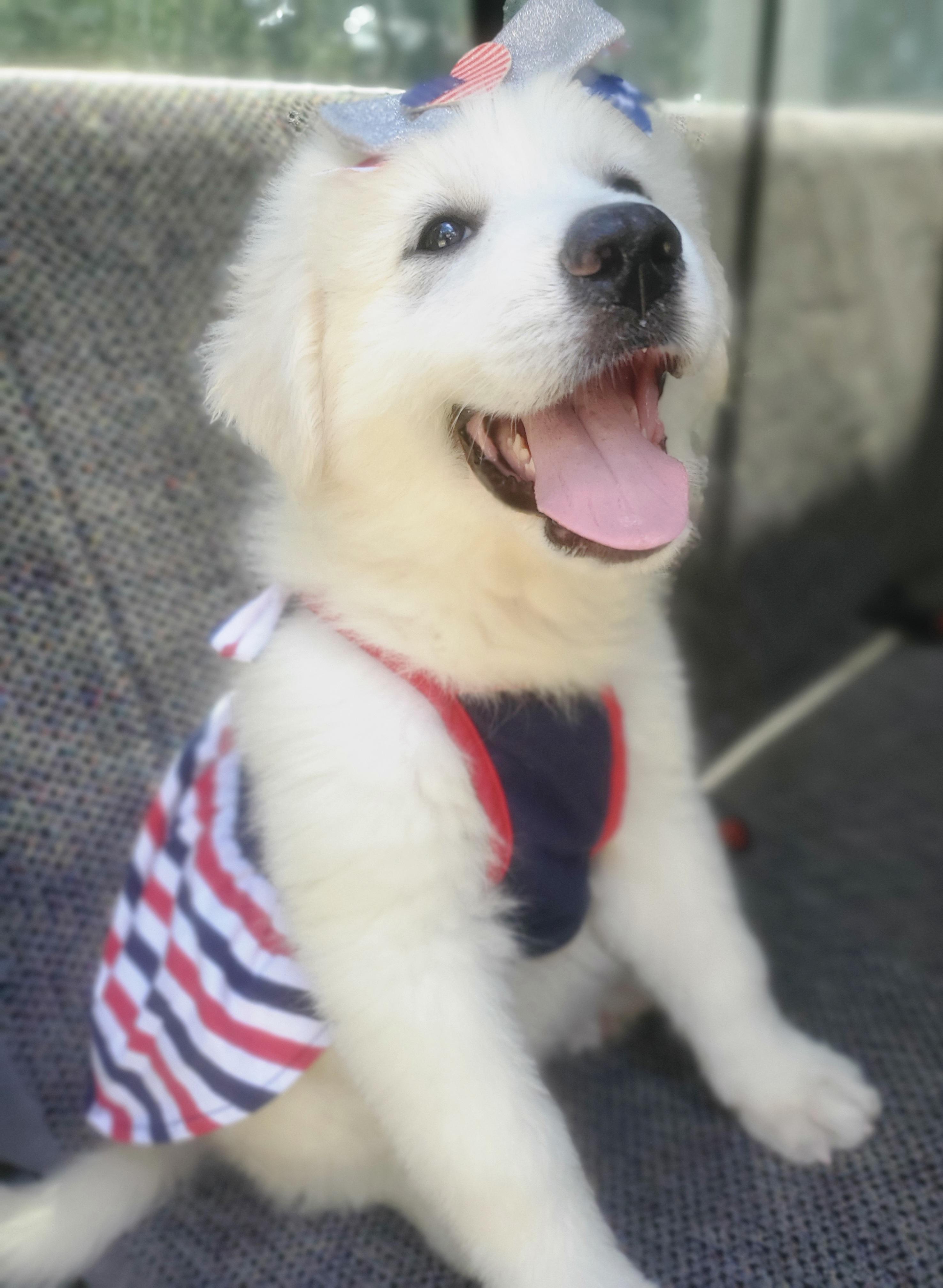 Enlarge Winnie, a Adoptable mixed breed in Gilbert, SC image 6/6