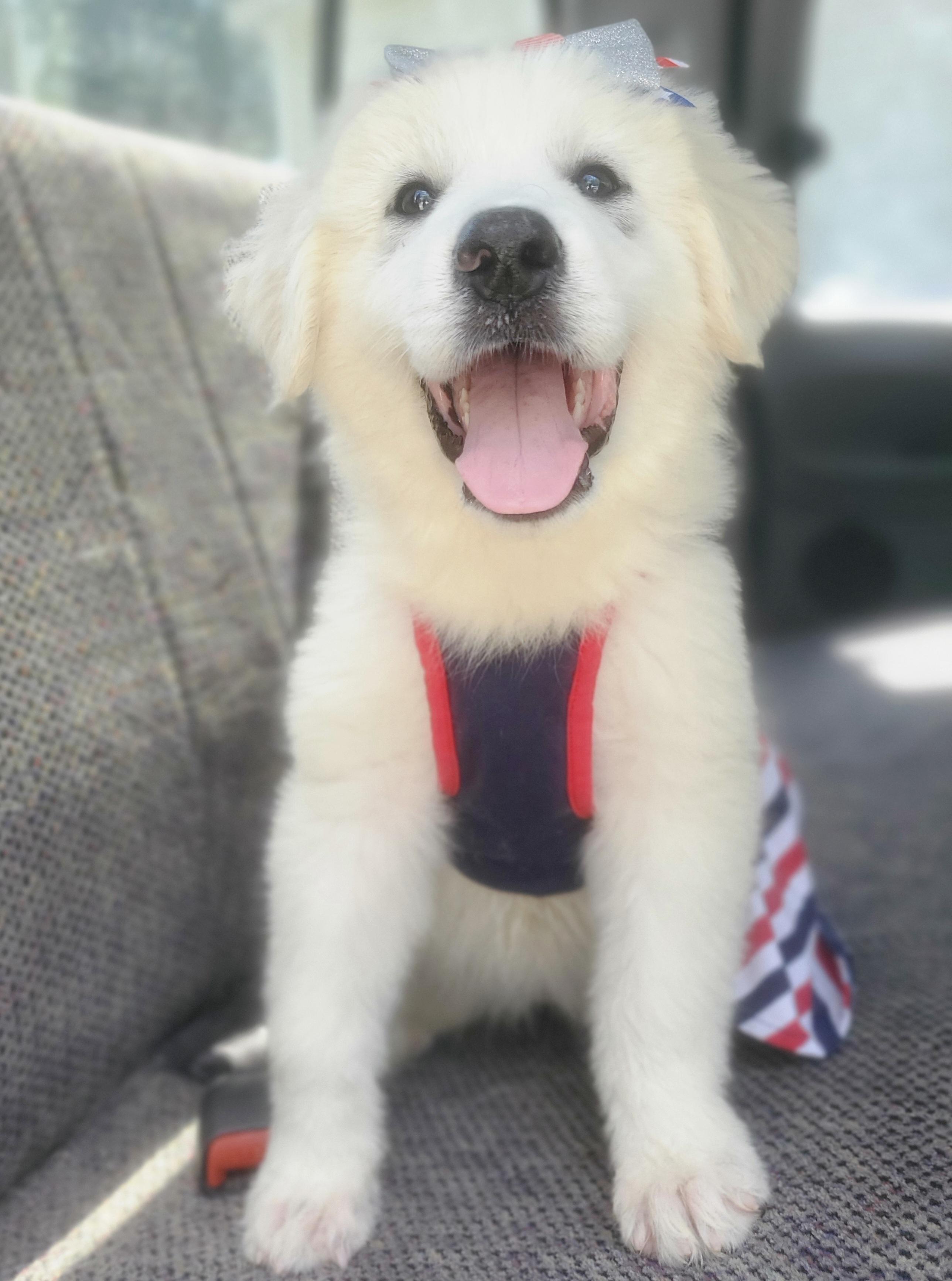 Enlarge Winnie, a Adoptable mixed breed in Gilbert, SC image 5/6