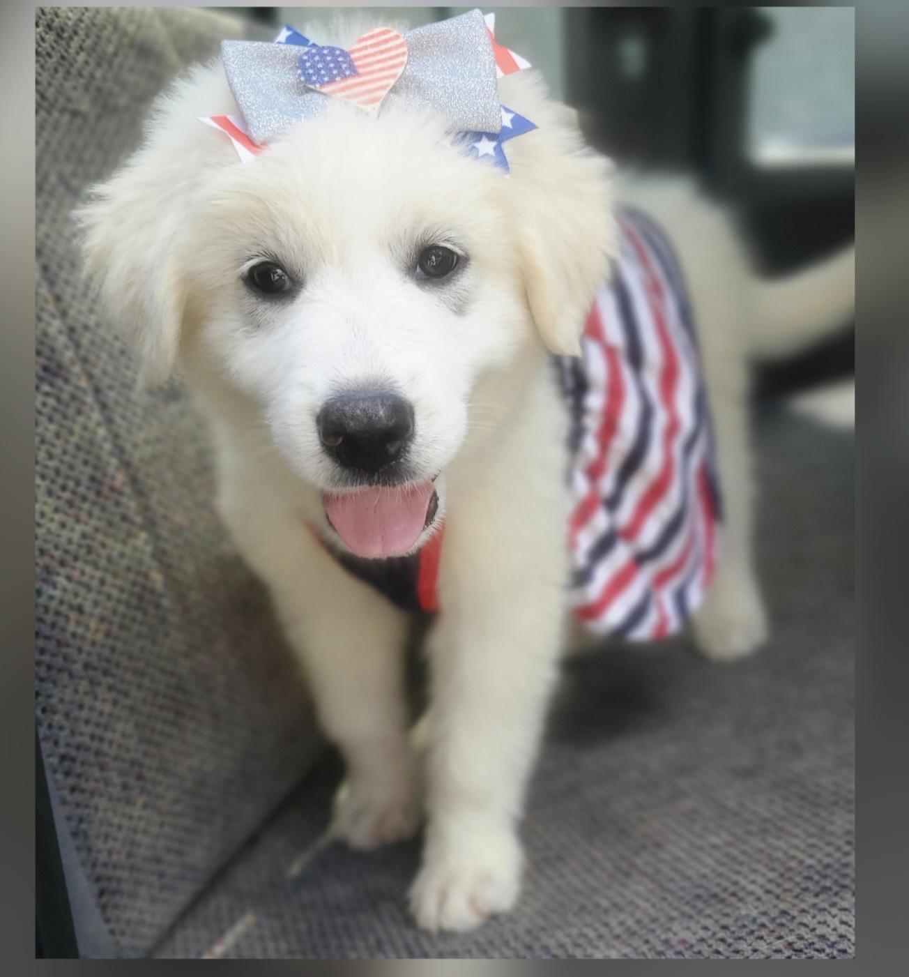 Enlarge Winnie, a Adoptable mixed breed in Gilbert, SC image 3/6