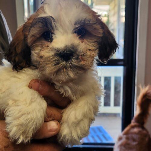 Melo (#414), Adoptable, Puppy Male Shih Tzu.