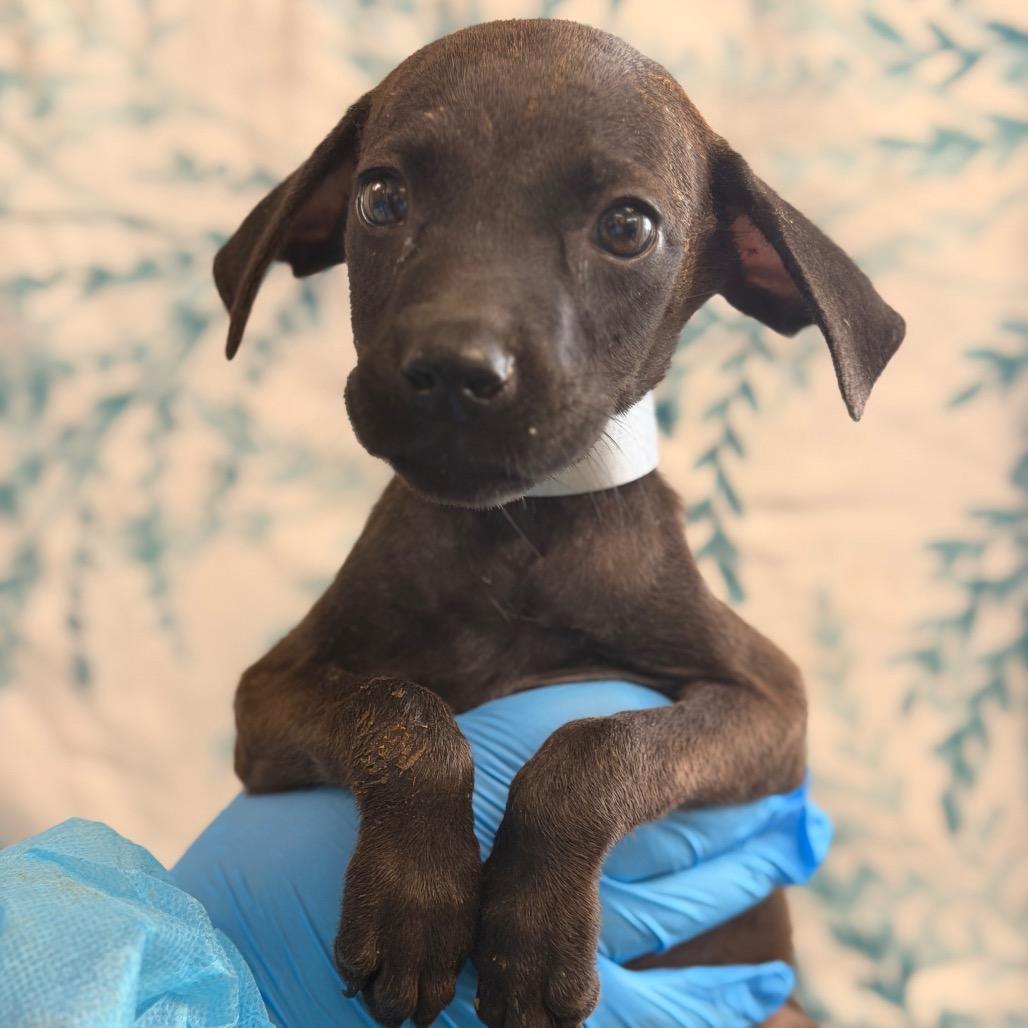 Enlarge Nadia, a Adoptable mixed breed in San Antonio, TX image 1/1