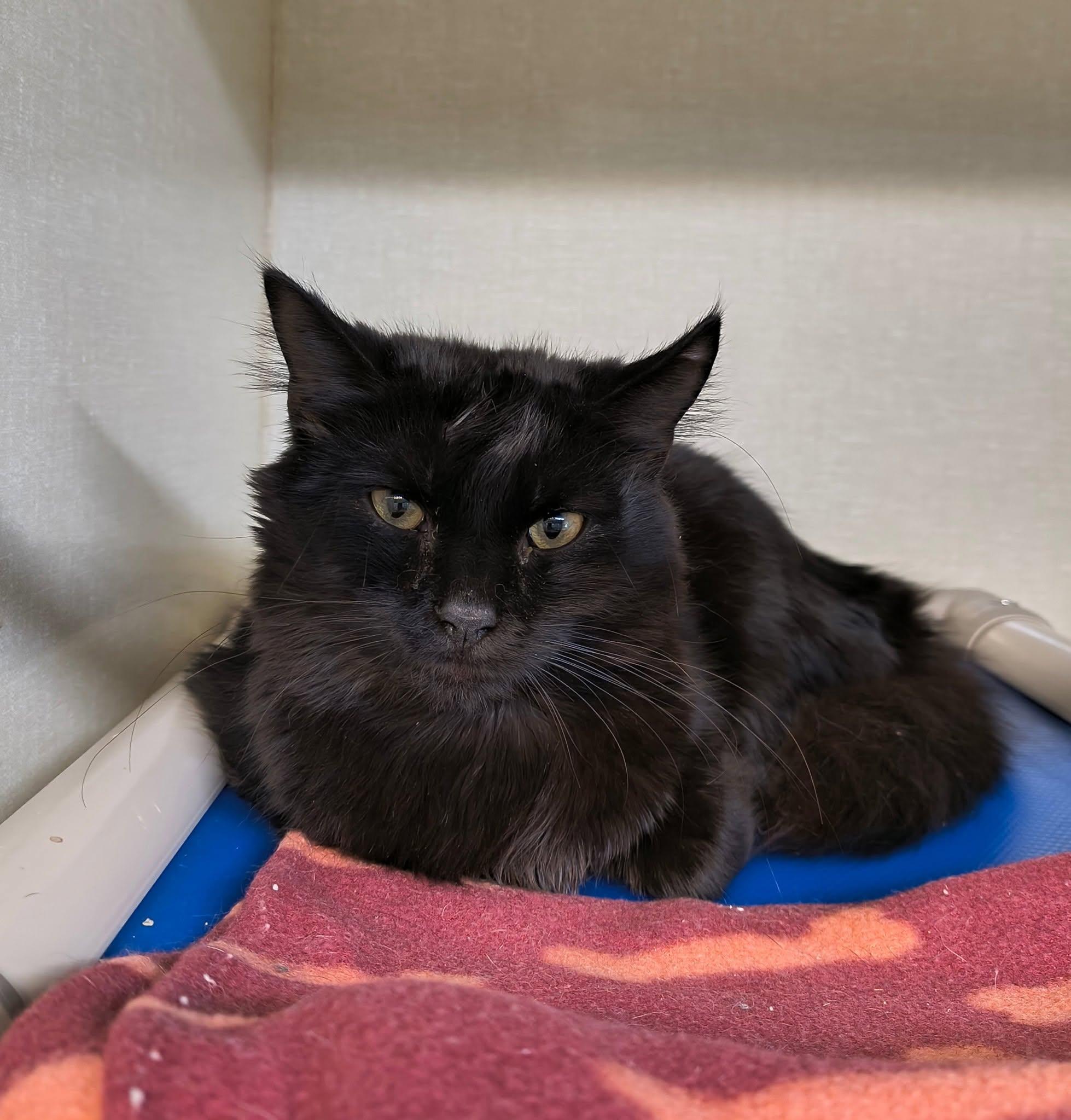 Enlarge Kuribo, a Adoptable Domestic Medium Hair in Saint Marys, PA image 1/1