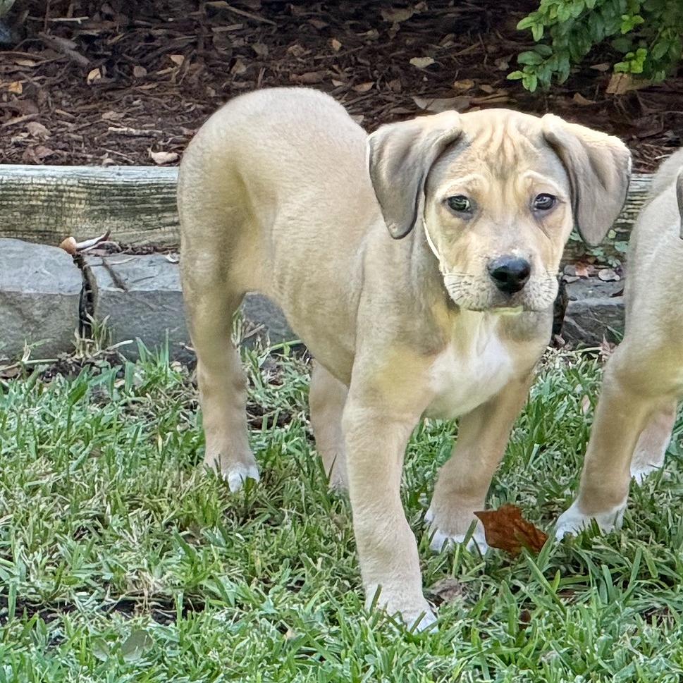Enlarge Nate, a Adoptable mixed breed in Flower Mound, TX image 1/6