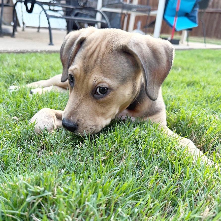 Enlarge Nate, a Adoptable mixed breed in Flower Mound, TX image 3/6