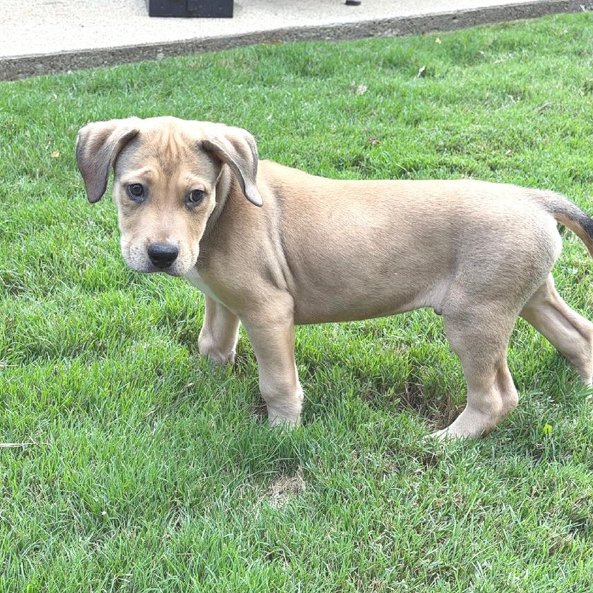 Enlarge Nate, a Adoptable mixed breed in Flower Mound, TX image 4/6