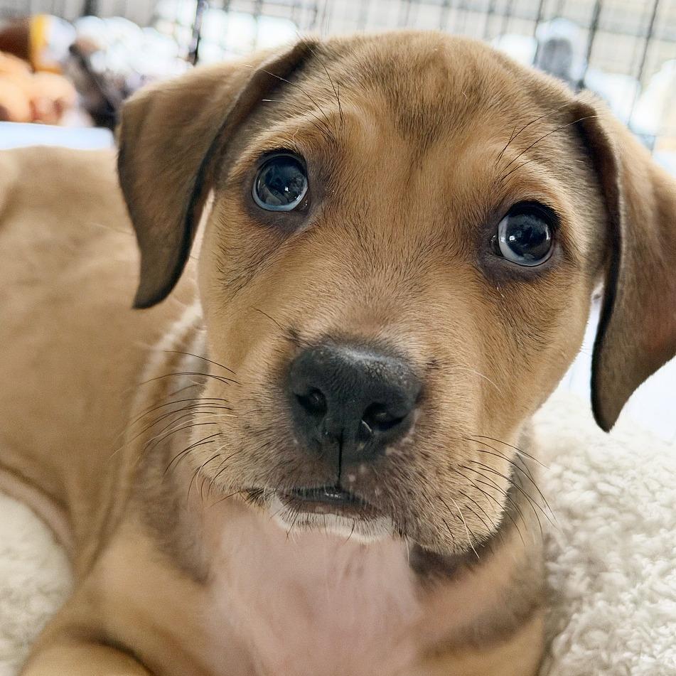 Enlarge Nate, a Adoptable mixed breed in Flower Mound, TX image 5/6