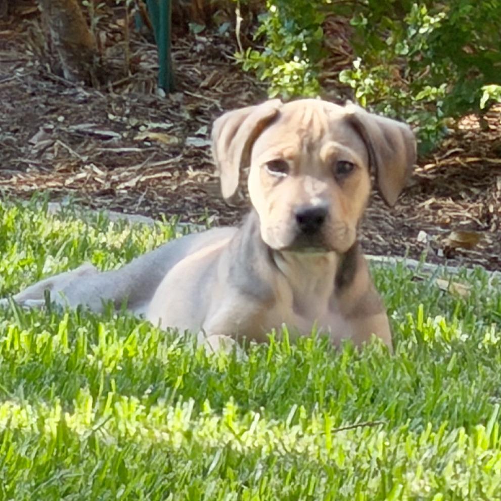 Enlarge Nate, a Adoptable mixed breed in Flower Mound, TX image 6/6