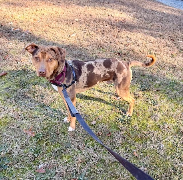 Bumble, ADOPTABLE, Young Male Catahoula Leopard Dog.