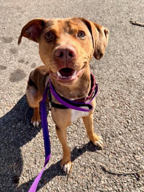 Enlarge Bumble, a ADOPTABLE Catahoula Leopard Dog in Attleboro, MA image 3/6