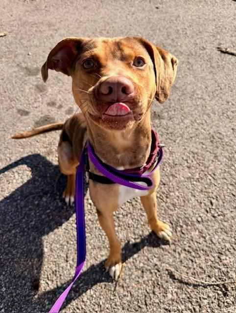 Enlarge Bumble, a ADOPTABLE Catahoula Leopard Dog in Attleboro, MA image 4/6