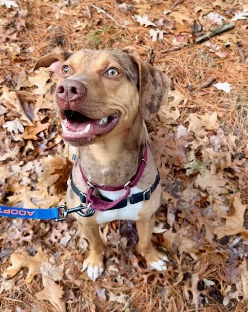 Enlarge Bumble, a ADOPTABLE Catahoula Leopard Dog in Attleboro, MA image 5/6
