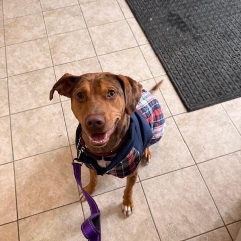 Enlarge Bumble, a ADOPTABLE Catahoula Leopard Dog in Attleboro, MA image 2/6