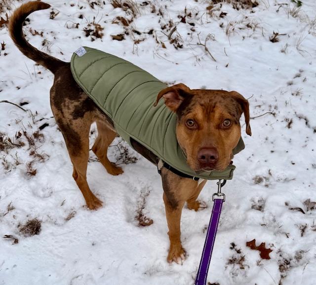 Enlarge Bumble, a ADOPTABLE Catahoula Leopard Dog in Attleboro, MA image 6/6