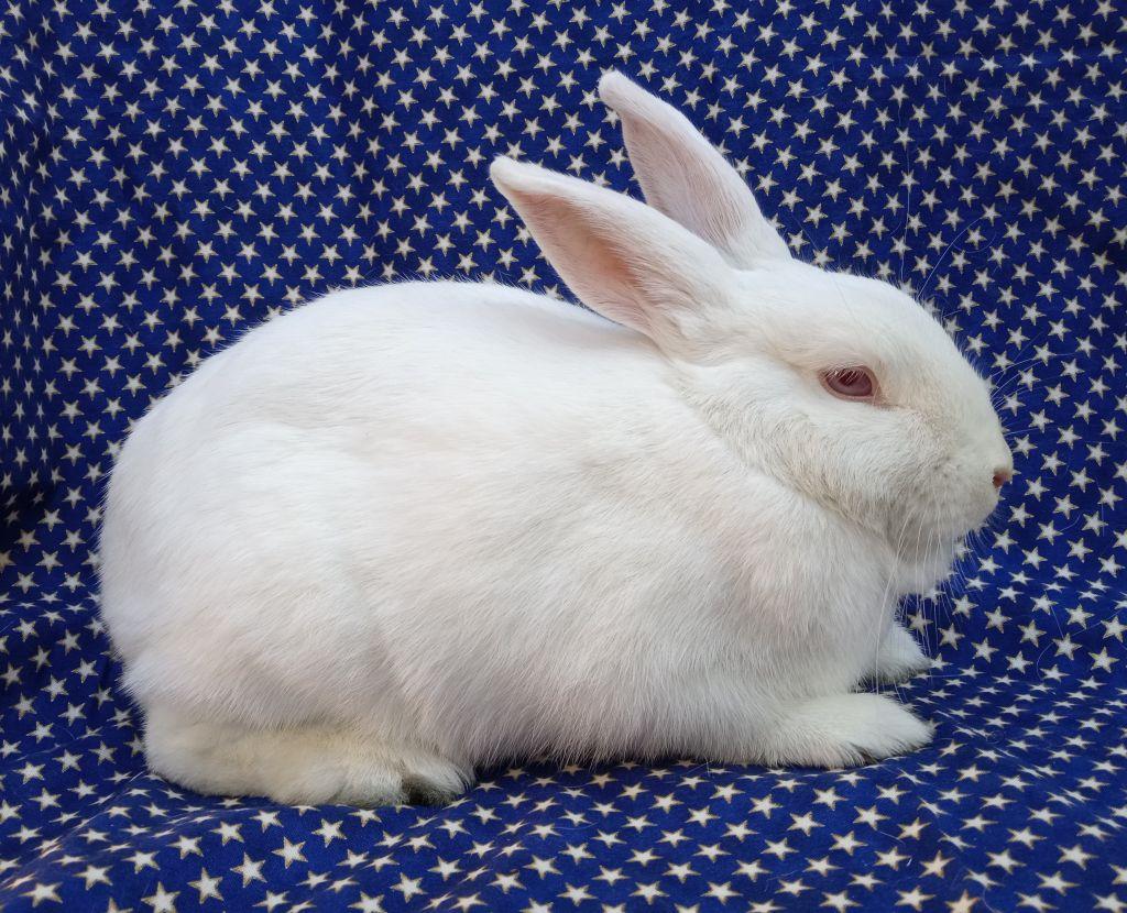 Enlarge Loretta, a Adoptable Florida White in Goleta, CA image 2/2