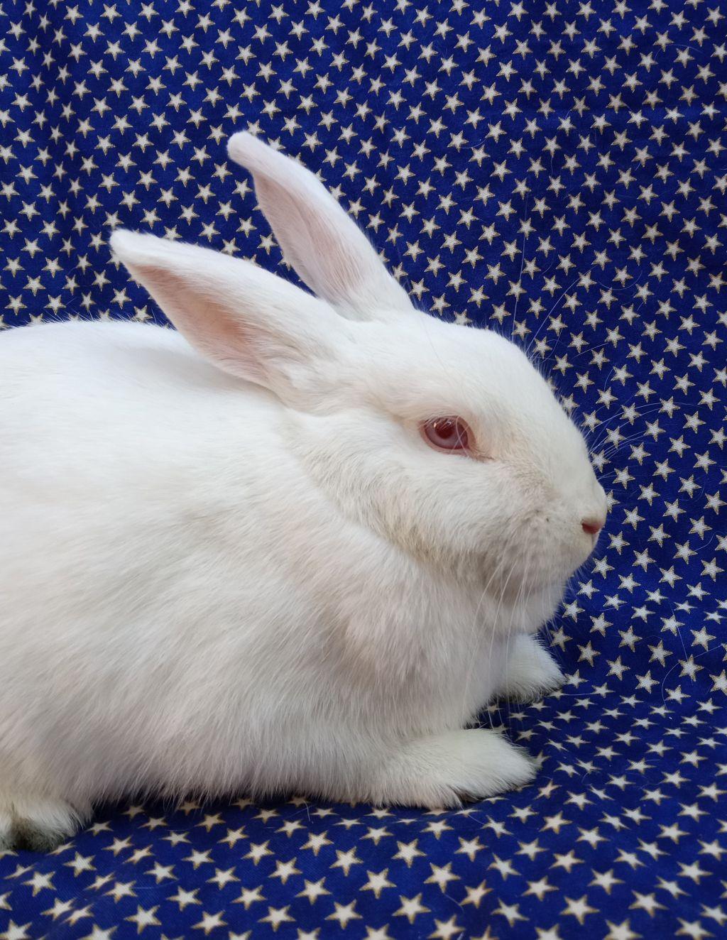 Loretta, Adoptable, Adult Female Florida White.