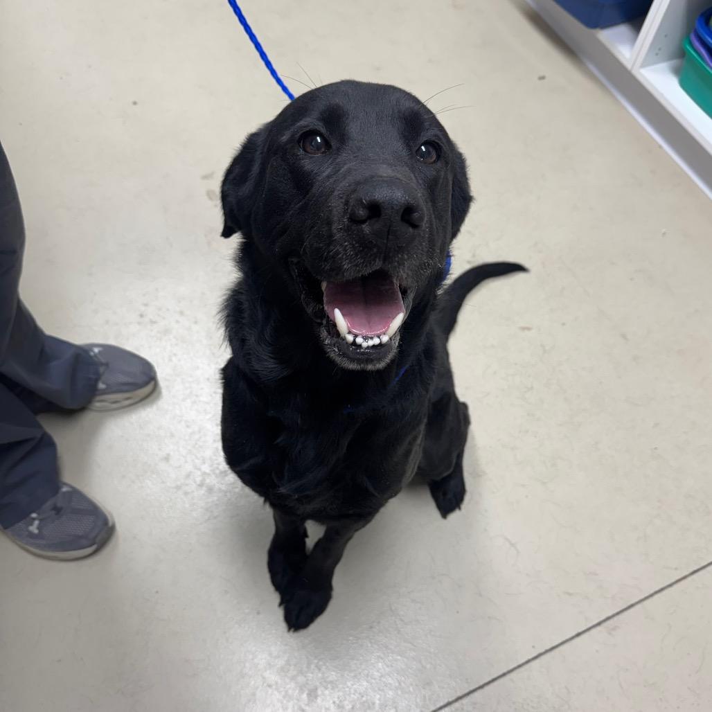 Pogo, Adoptable, Adult Male Black Labrador Retriever.