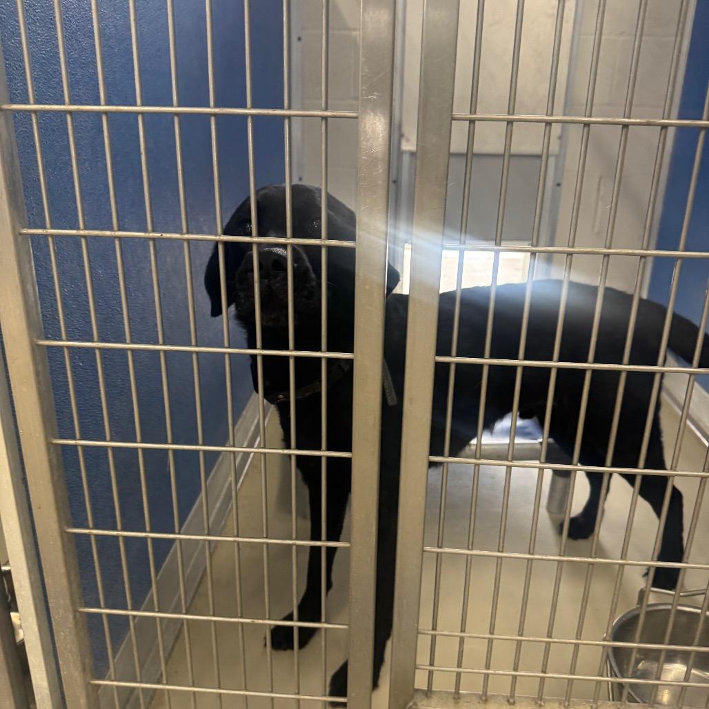 Enlarge Pogo, a Adoptable Black Labrador Retriever in Shelbyville, IL image 2/2