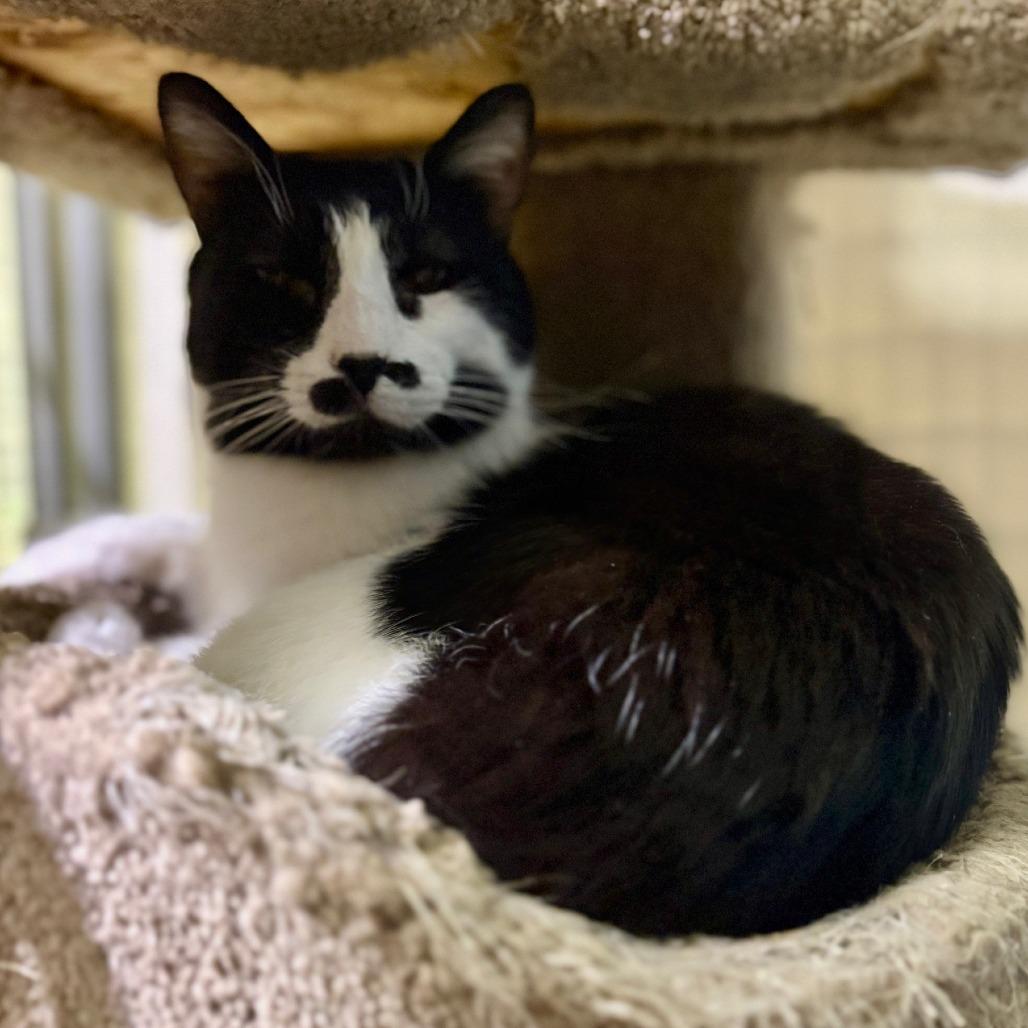 Enlarge Ranger, a Adoptable Domestic Short Hair in Monticello, IL image 1/1