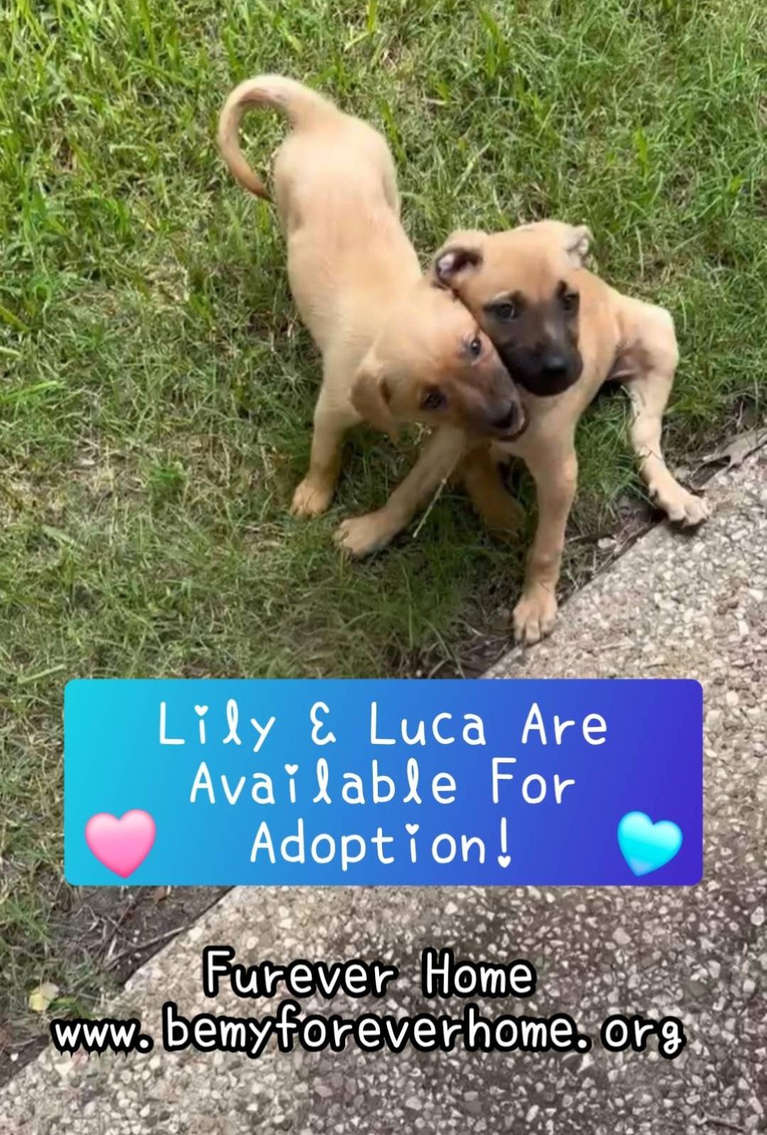 Luca, adopted, Puppy Male Black Mouth Cur.