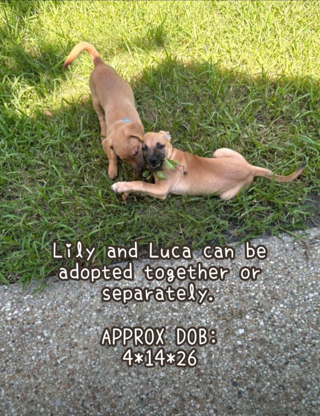 Enlarge Luca, an adopted mixed breed in Plano, TX image 4/4
