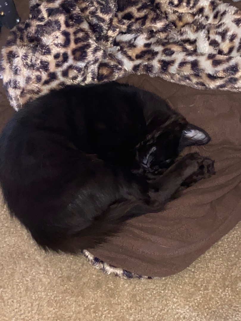 Brownie and Rochelle INDOOR ONLY , Adoptable, Kitten Male Domestic Short Hair.