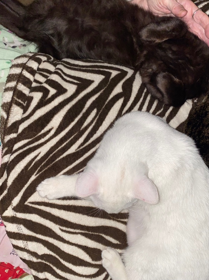 Brownie and Rochelle INDOOR ONLY , Adoptable, Kitten Male Domestic Short Hair.