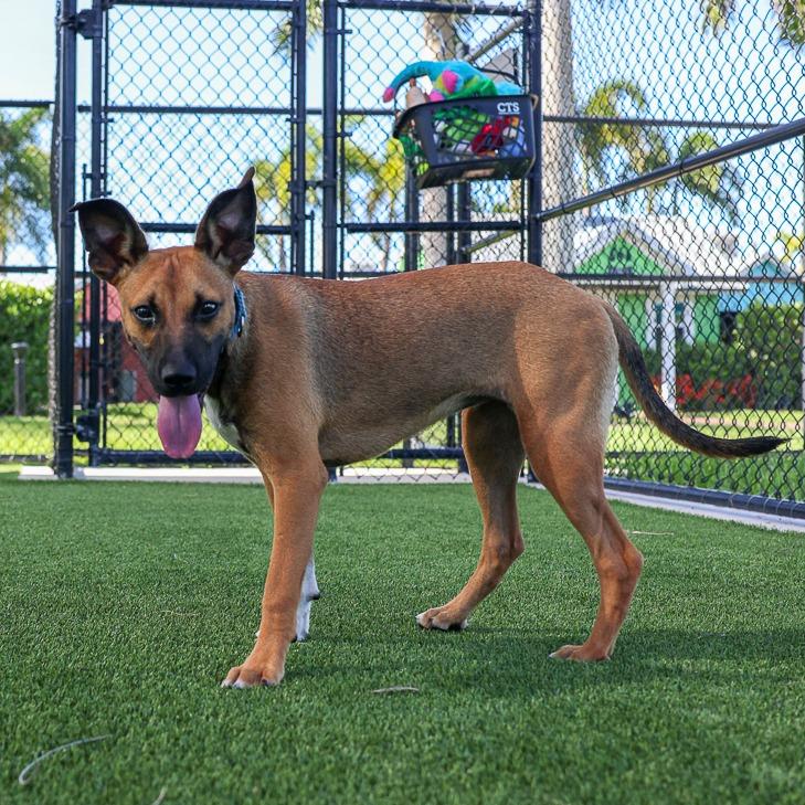 Enlarge Adele, a Adoptable mixed breed in Bradenton, FL image 1/5
