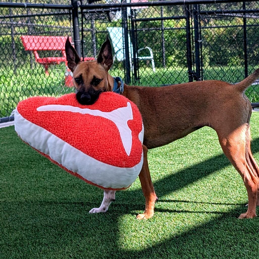 Enlarge Adele, a Adoptable mixed breed in Bradenton, FL image 2/5