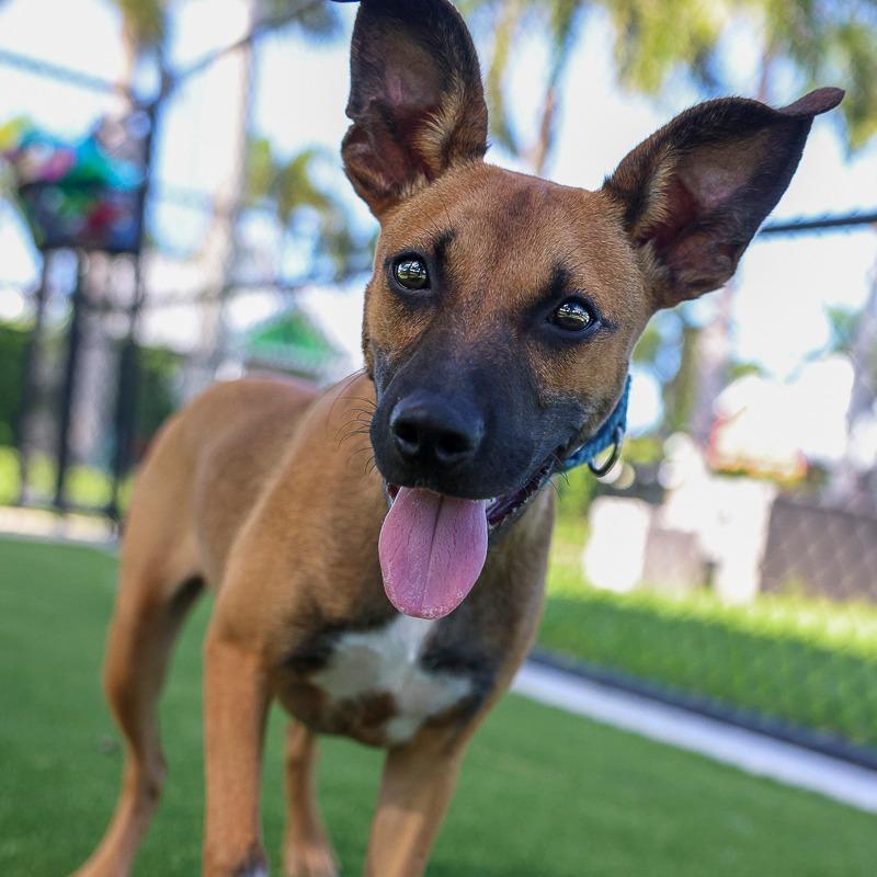 Enlarge Adele, a Adoptable mixed breed in Bradenton, FL image 3/5