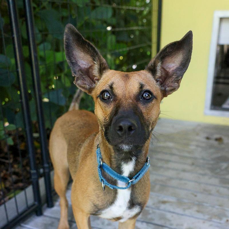 Enlarge Adele, a Adoptable mixed breed in Bradenton, FL image 3/4