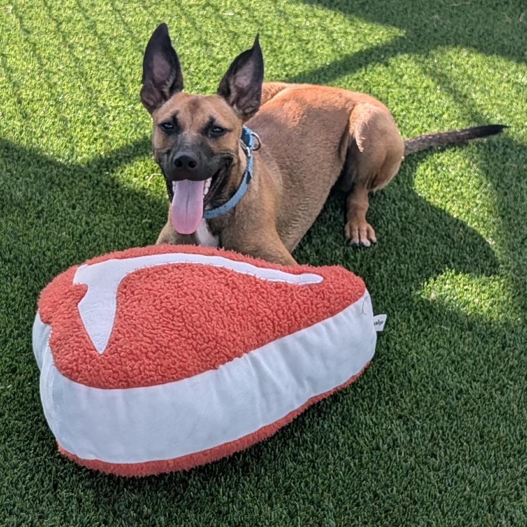 Enlarge Adele, a Adoptable mixed breed in Bradenton, FL image 4/5