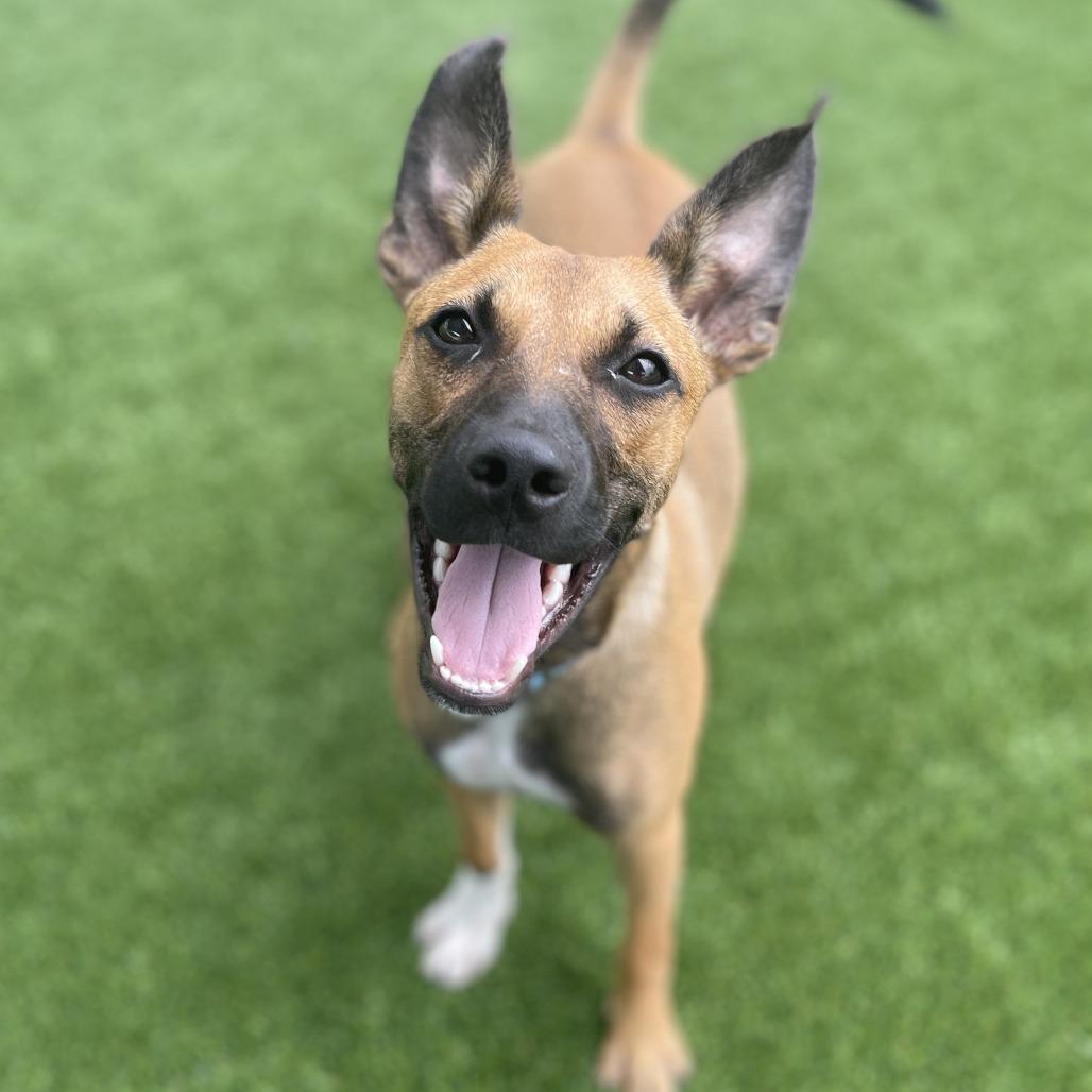 Enlarge Adele, a Adoptable mixed breed in Bradenton, FL image 5/5