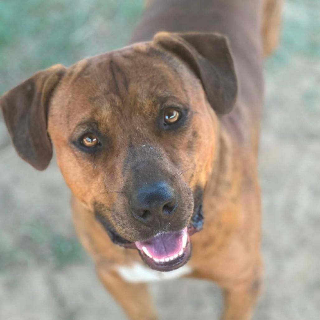 Enlarge Brownie, a Adoptable mixed breed in Marshall, TX image 1/3