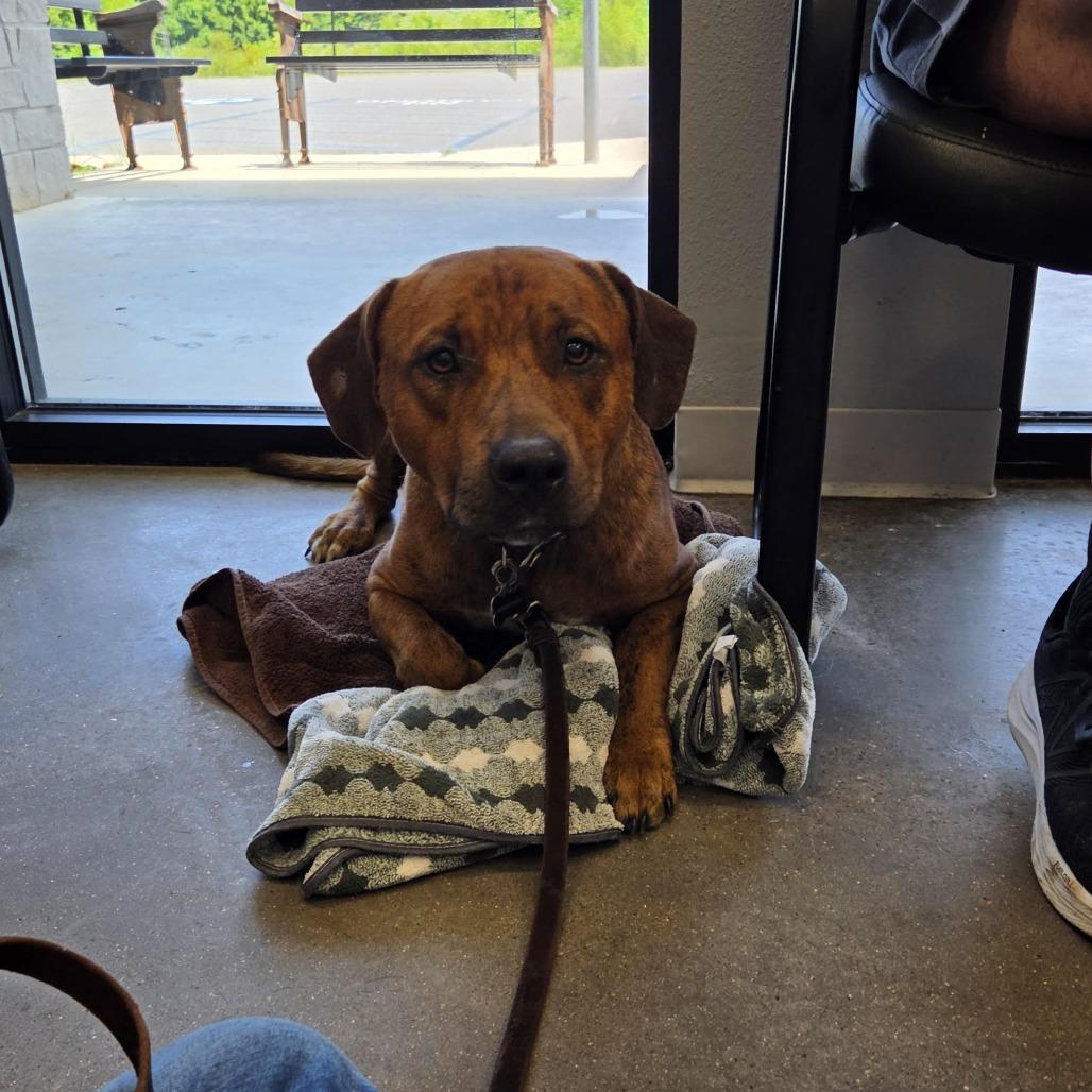 Enlarge Brownie, a Adoptable mixed breed in Marshall, TX image 2/3