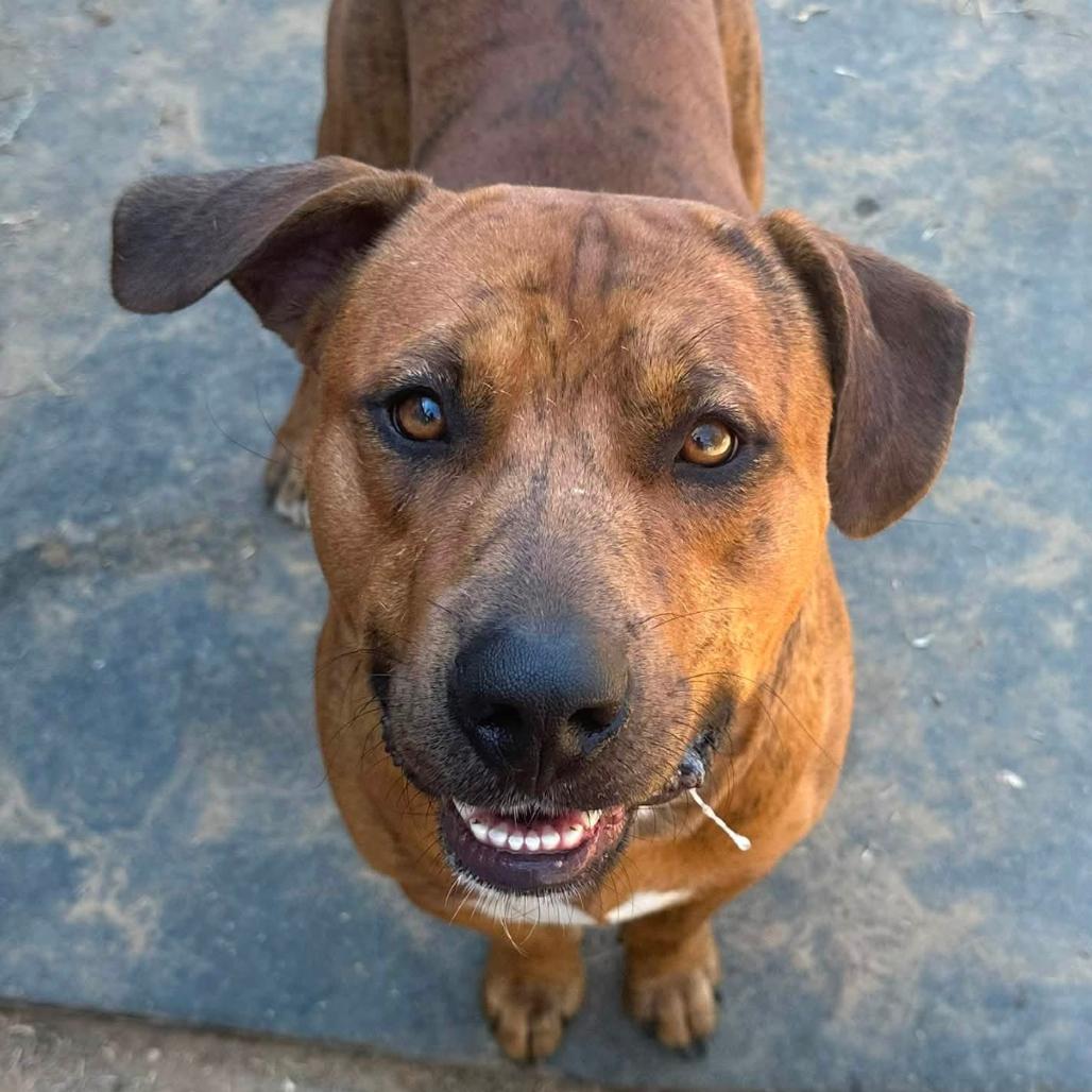 Enlarge Brownie, a Adoptable mixed breed in Marshall, TX image 3/3
