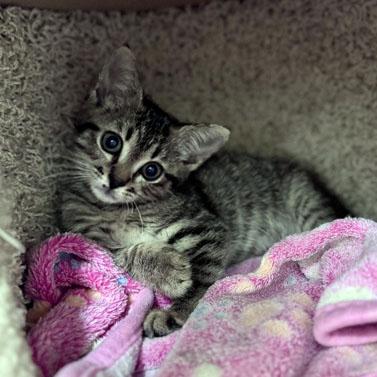 Landy, Adoptable, Kitten Female Domestic Short Hair.