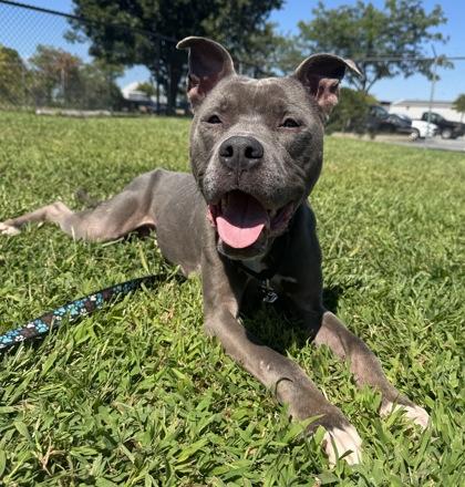 Monkey, Adoptable, Adult Male Mixed Breed & Mixed Breed.